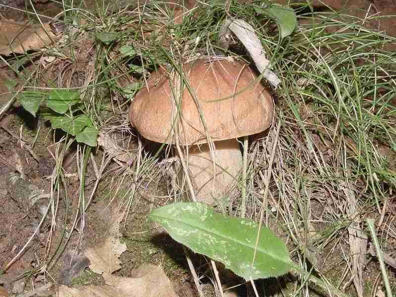  Image name: 170 Porcino.jpg 
 width: 800 pixel 
 height: 600 pixel 
 Size: 61367 bytes 
 Click to enlarge 